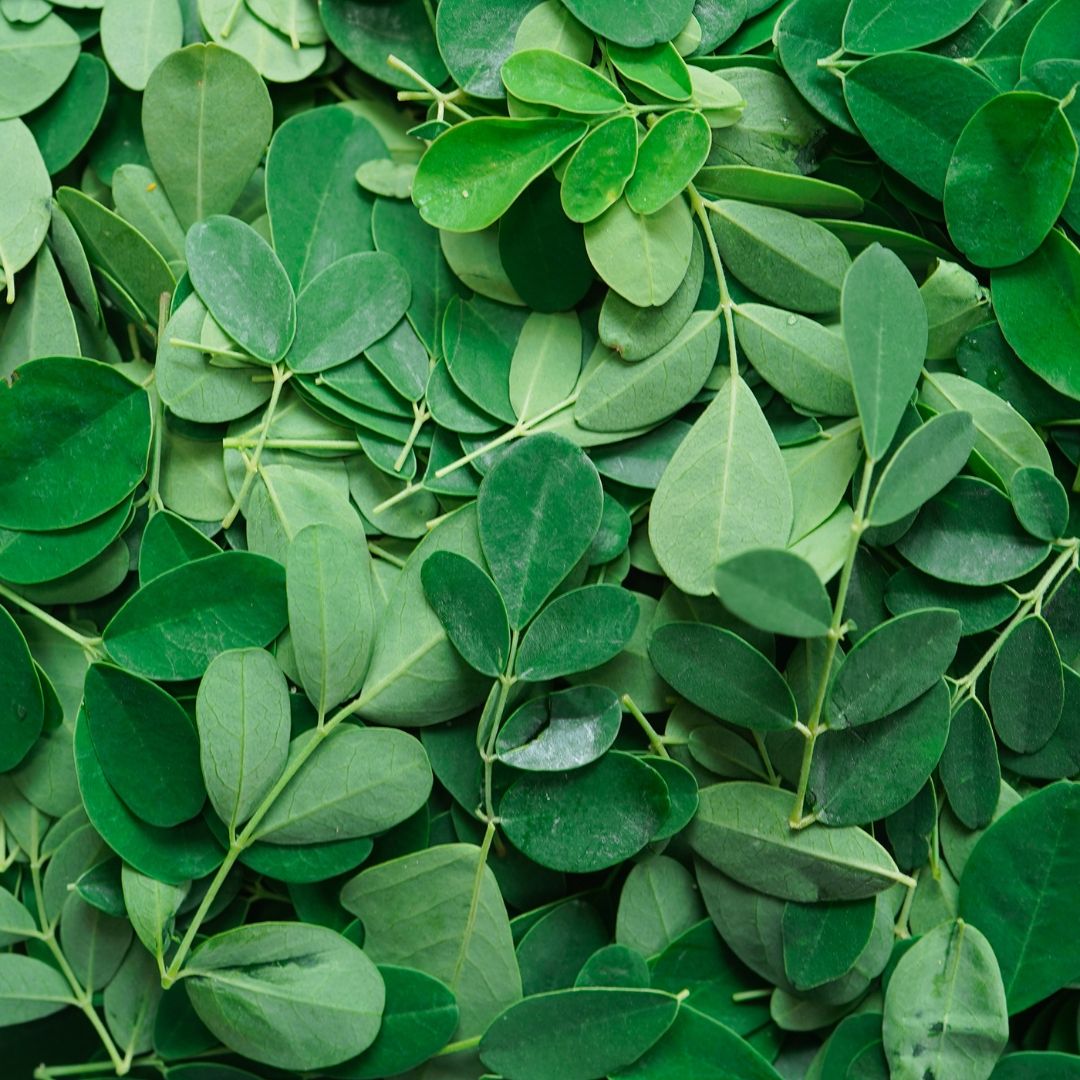 EzMoringa